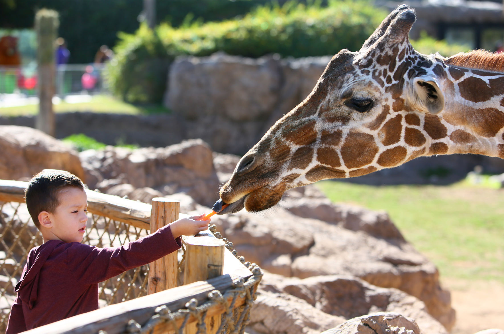 Denver the giraffe